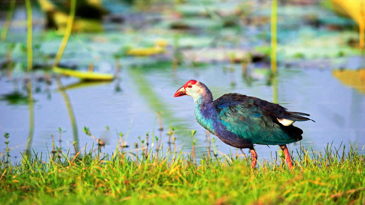 Gemeinsame Safari im Bundala-Nationalpark