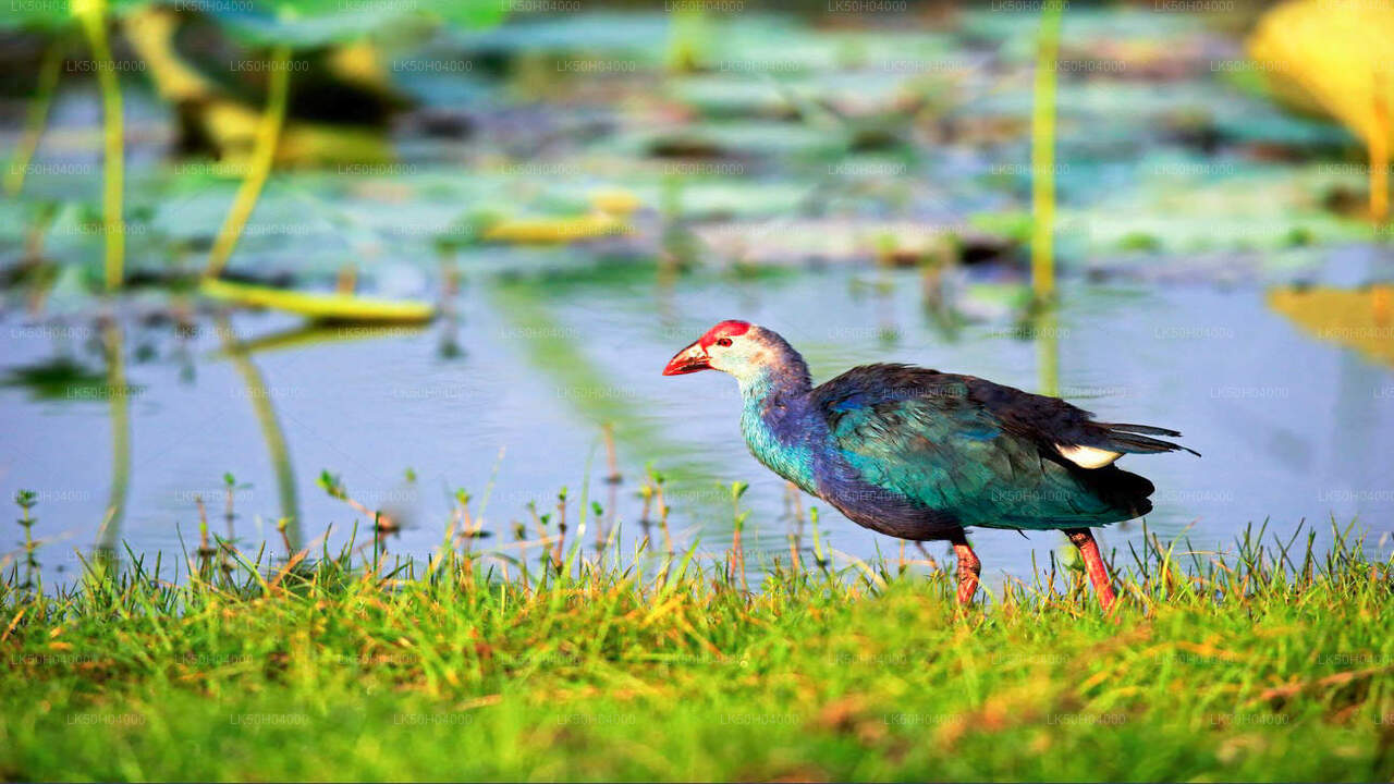 Vogelbeobachtungssafari im Bundala-Nationalpark von Tissamaharama aus
