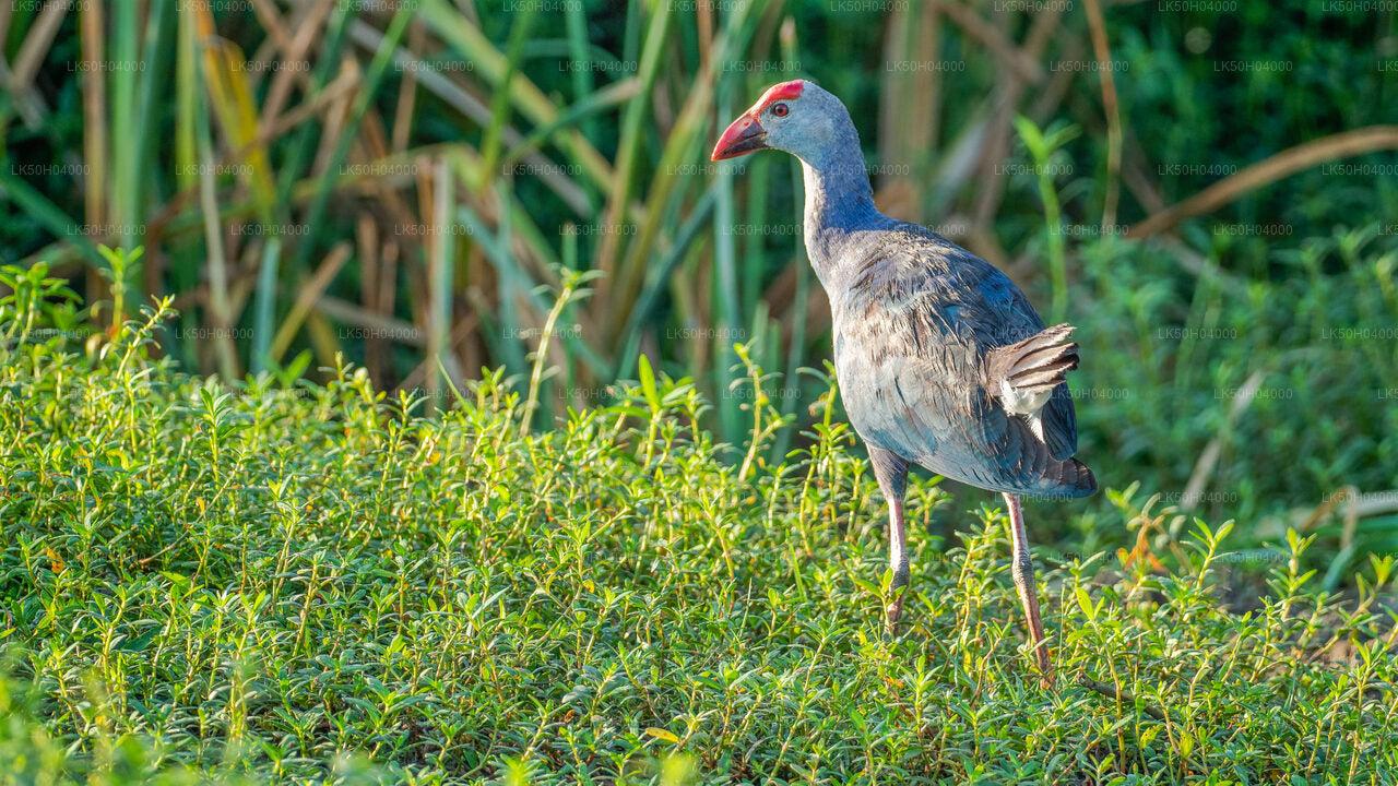 Vogelbeobachtungssafari im Bundala-Nationalpark von Tissamaharama aus