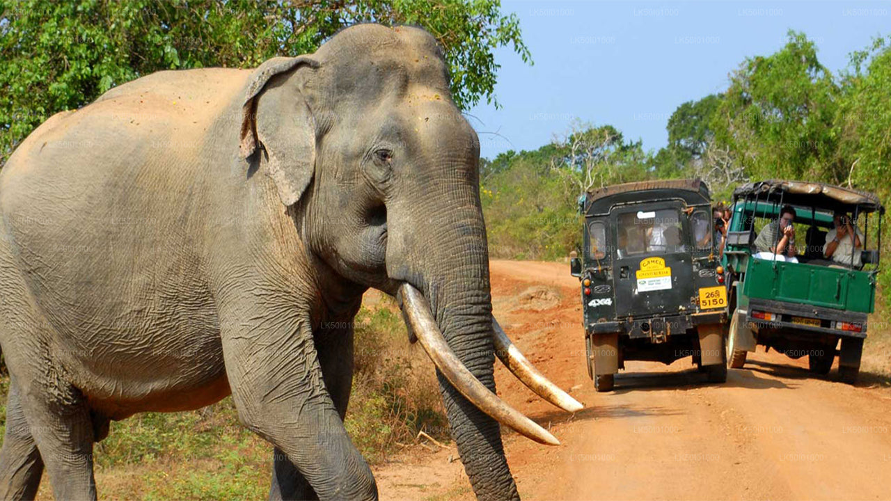 Wasgamuwa-Nationalpark Private Safari