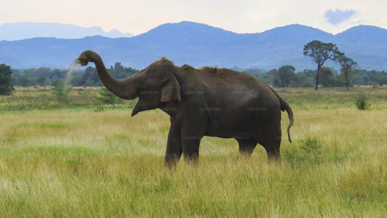 Wasgamuwa-Nationalpark Private Safari