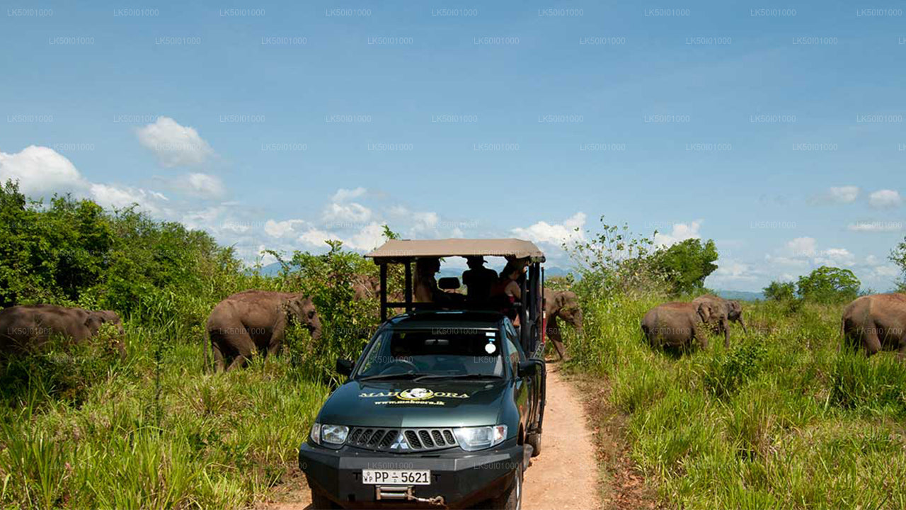 Wasgamuwa-Nationalpark Private Safari