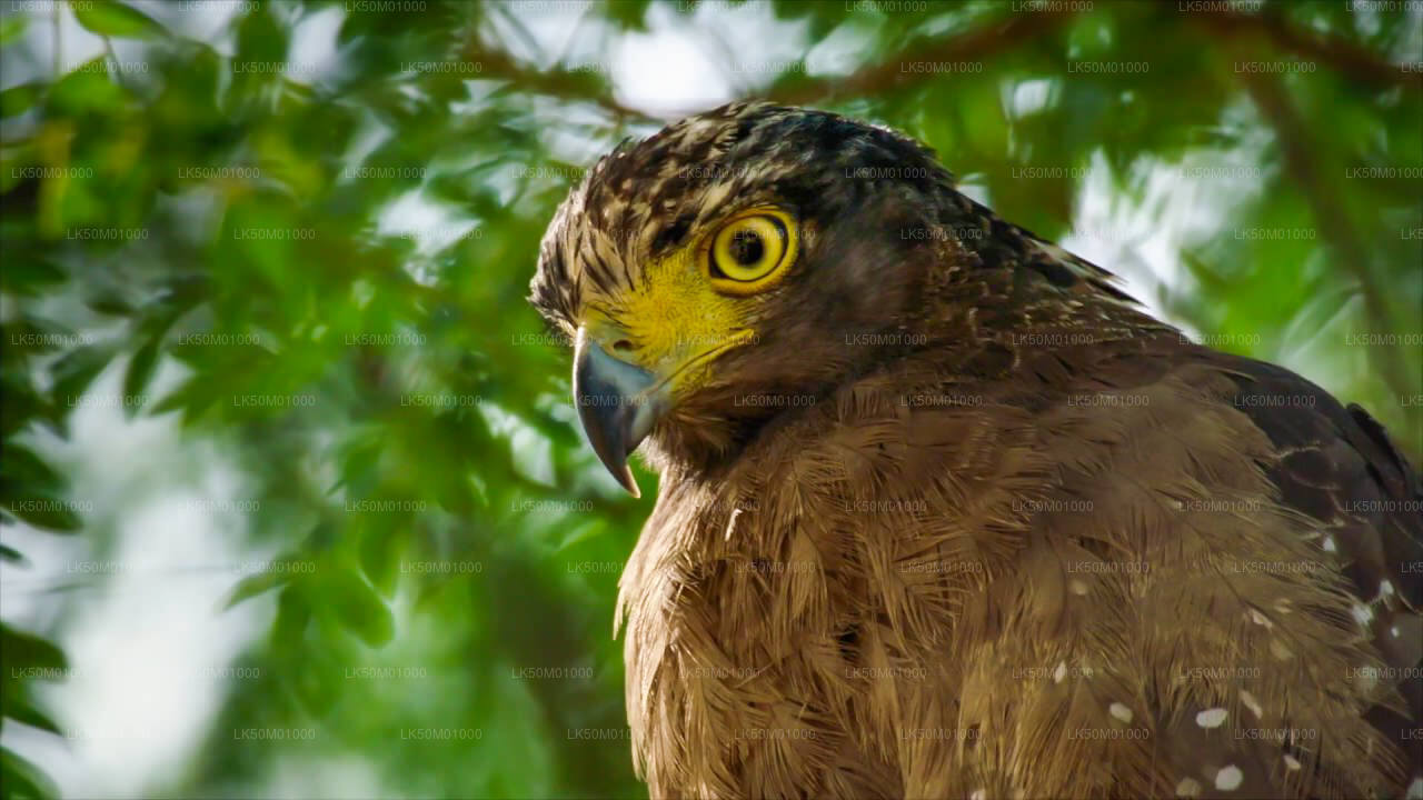 Private Safari im Lahugala-Kitulana-Nationalpark