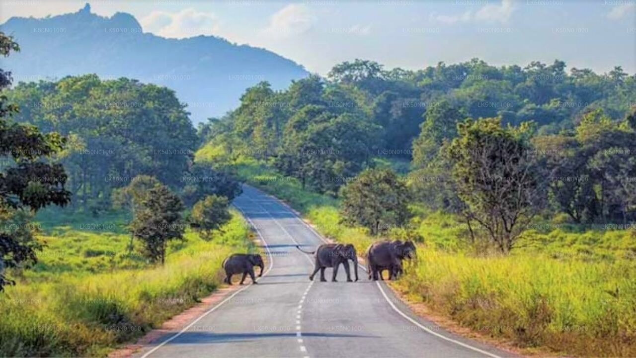 ALT text: A herd of elephants, including calves, walking across a jungle road with lush greenery and a mountain in the background.