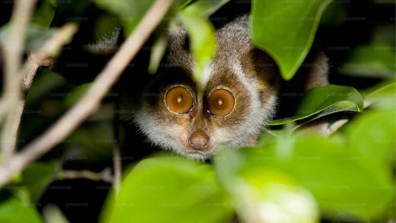 Loris-Beobachtung von Sigiriya aus