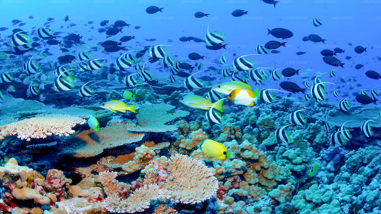 Schnorcheln im Bar Reef Marine Sanctuary von Kalpitiya aus