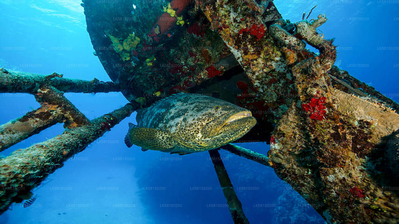 Schnorcheln im Bar Reef Marine Sanctuary von Kalpitiya aus