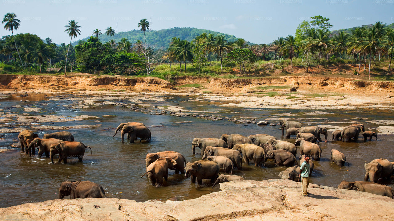 Bundala-Nationalpark-Safari ab Ahungalla