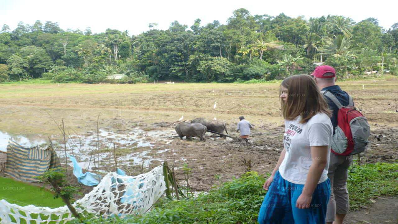 Ella Countryside Village Tour von Ella aus