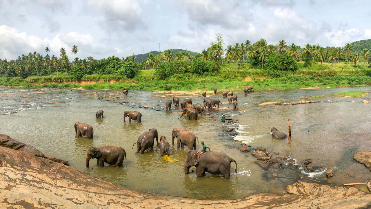 Elefantenwaisenhaus Pinnawala aus Bentota