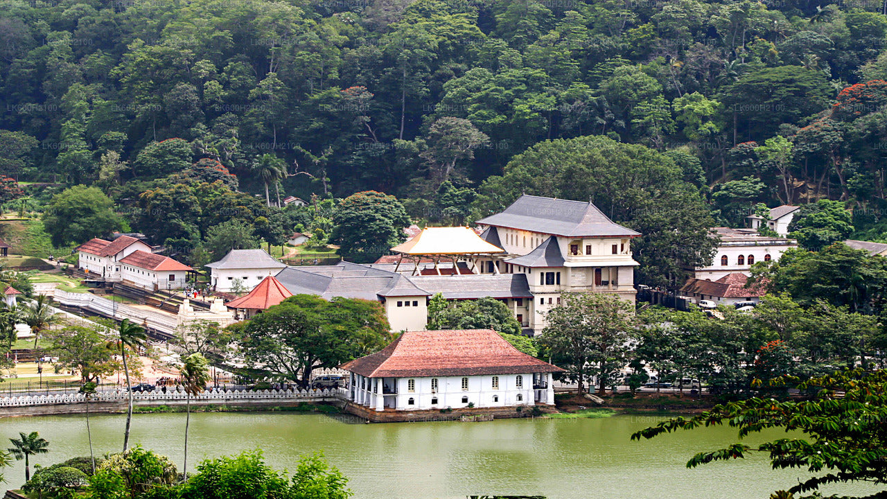 Stadtrundfahrt durch Kandy und Besuch der Millennium Elephant Foundation ab Colombo