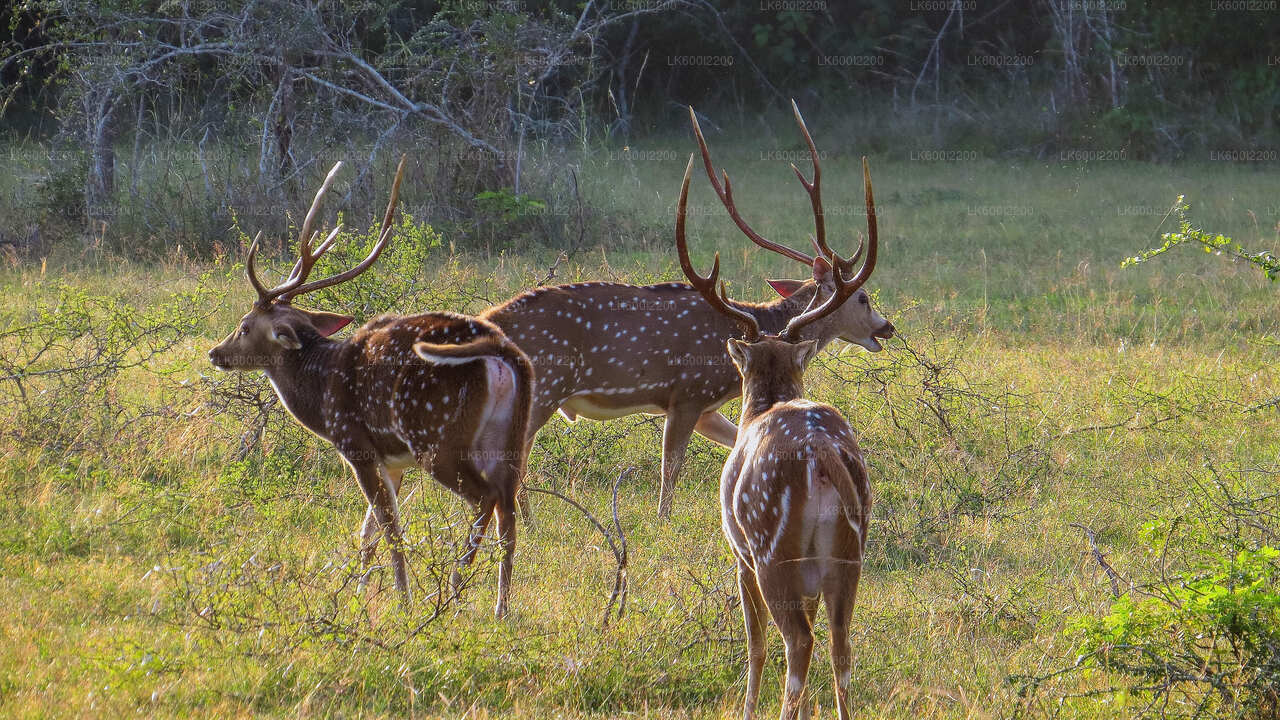 Private Safari im Kaudulla-Nationalpark ab Dambulla