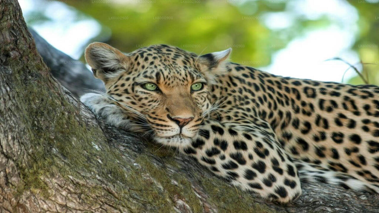 Safari im Wasgamuwa-Nationalpark ab Dambulla