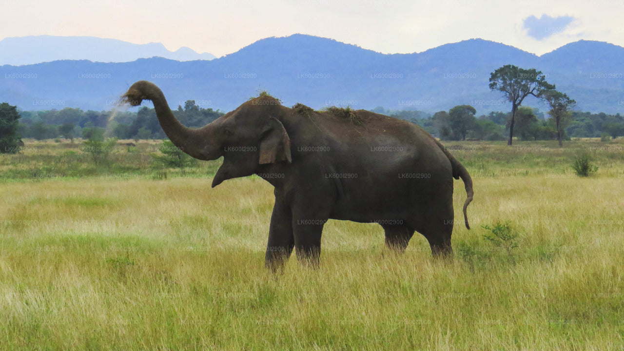 Safari im Wasgamuwa-Nationalpark ab Dambulla