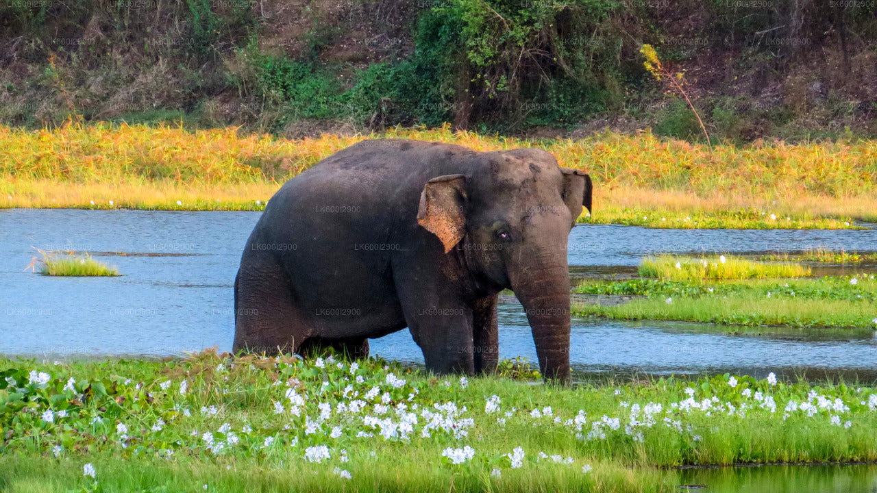 Safari im Wasgamuwa-Nationalpark ab Dambulla