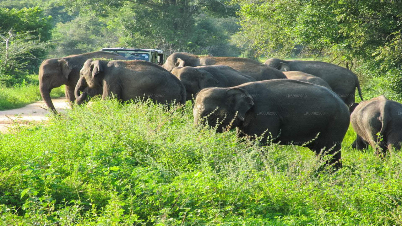 Safari im Wasgamuwa-Nationalpark ab Dambulla
