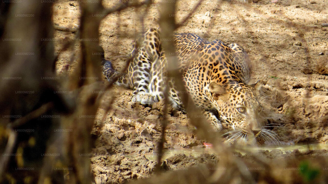 Safari im Yala-Nationalpark ab Ella