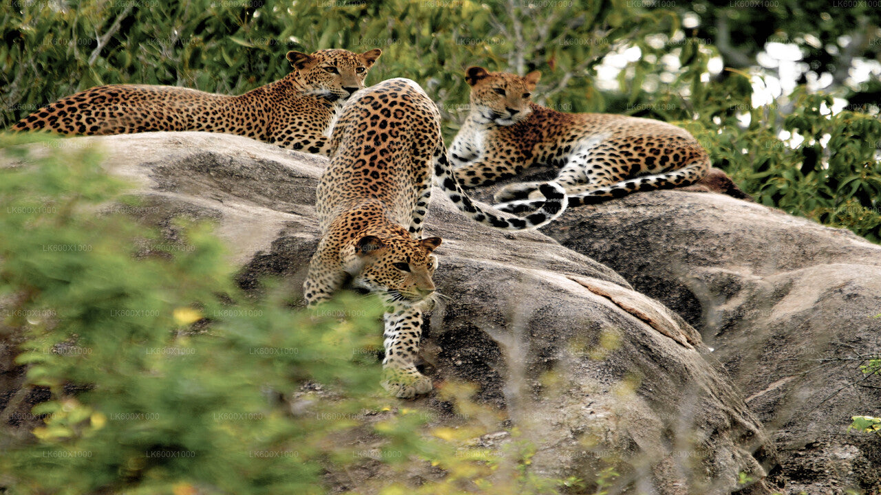 Yala-Nationalpark-Safari ab Hikkaduwa