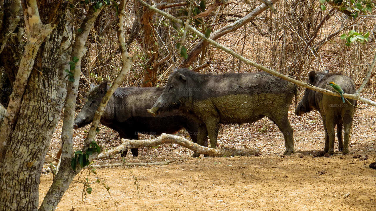 Yala-Nationalpark-Safari ab Hikkaduwa
