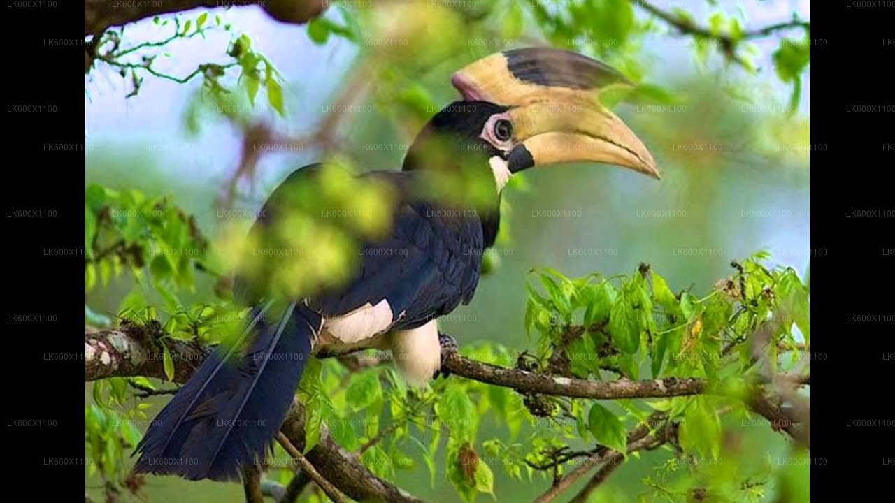 Bundala-Nationalpark-Safari ab Hikkaduwa