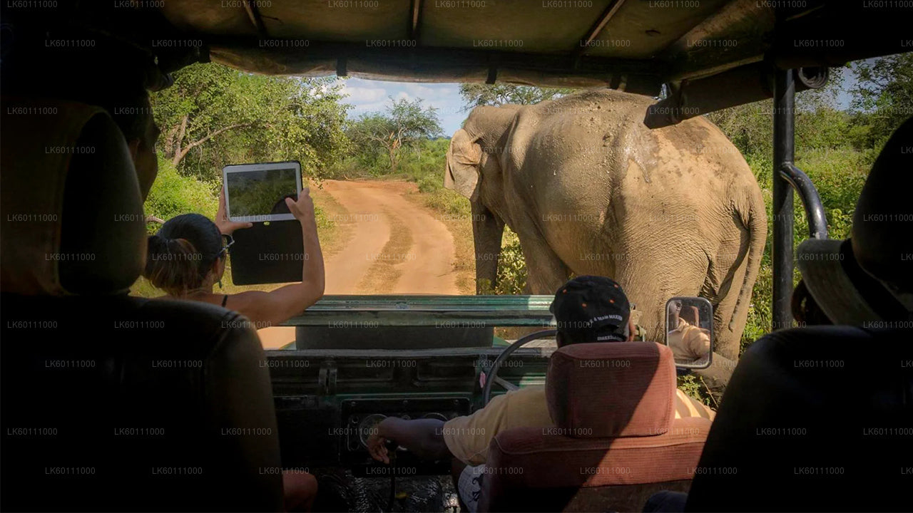 Yala-Nationalpark-Safari ab Hikkaduwa