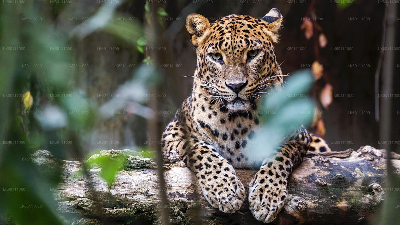 Yala-Nationalpark-Safari ab Hikkaduwa