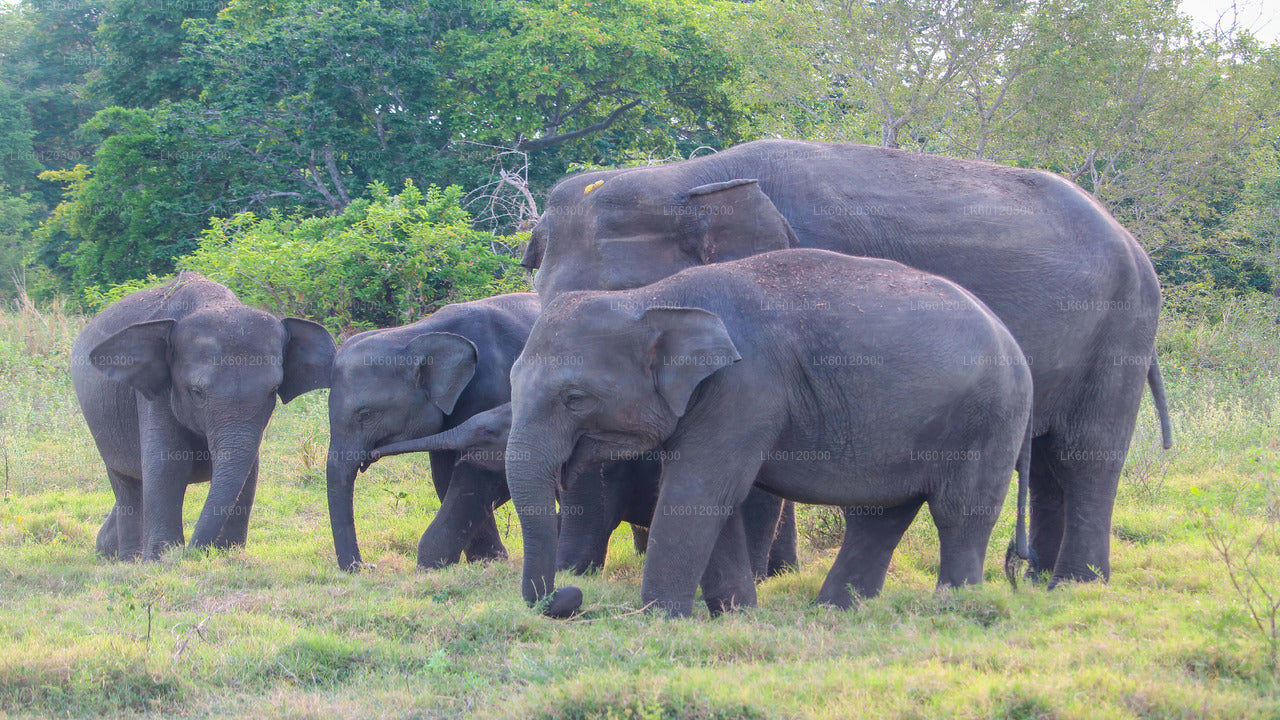 Sigiriya-Felsen- und Wildelefantensafari ab Polonnaruwa