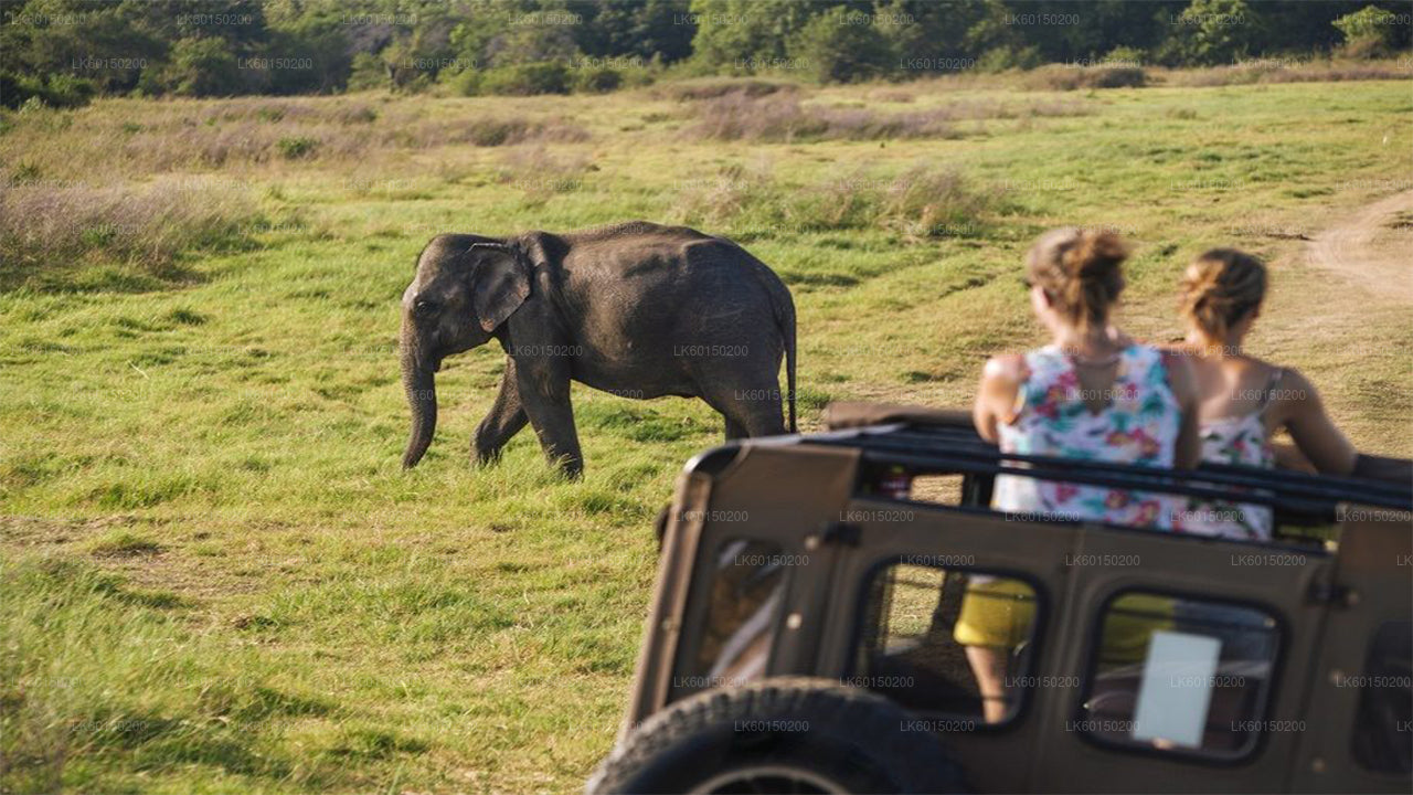 Safari im Udawalawe-Nationalpark ab Tangalle