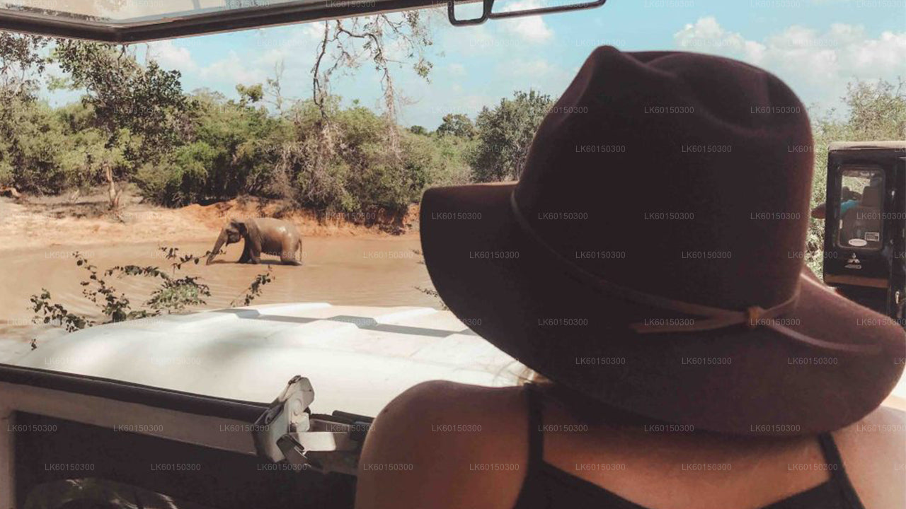 Safari im Yala-Nationalpark ab Tangalle