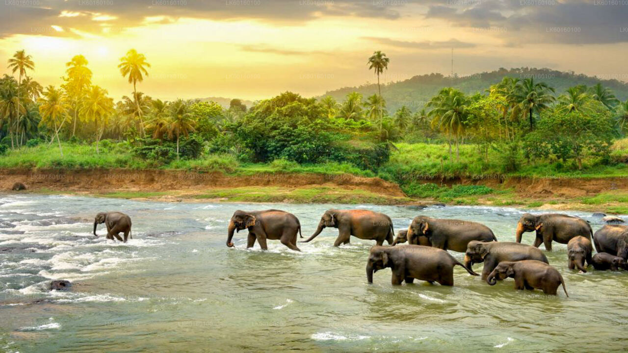 Elefantenwaisenhaus Pinnawala aus Kalutara