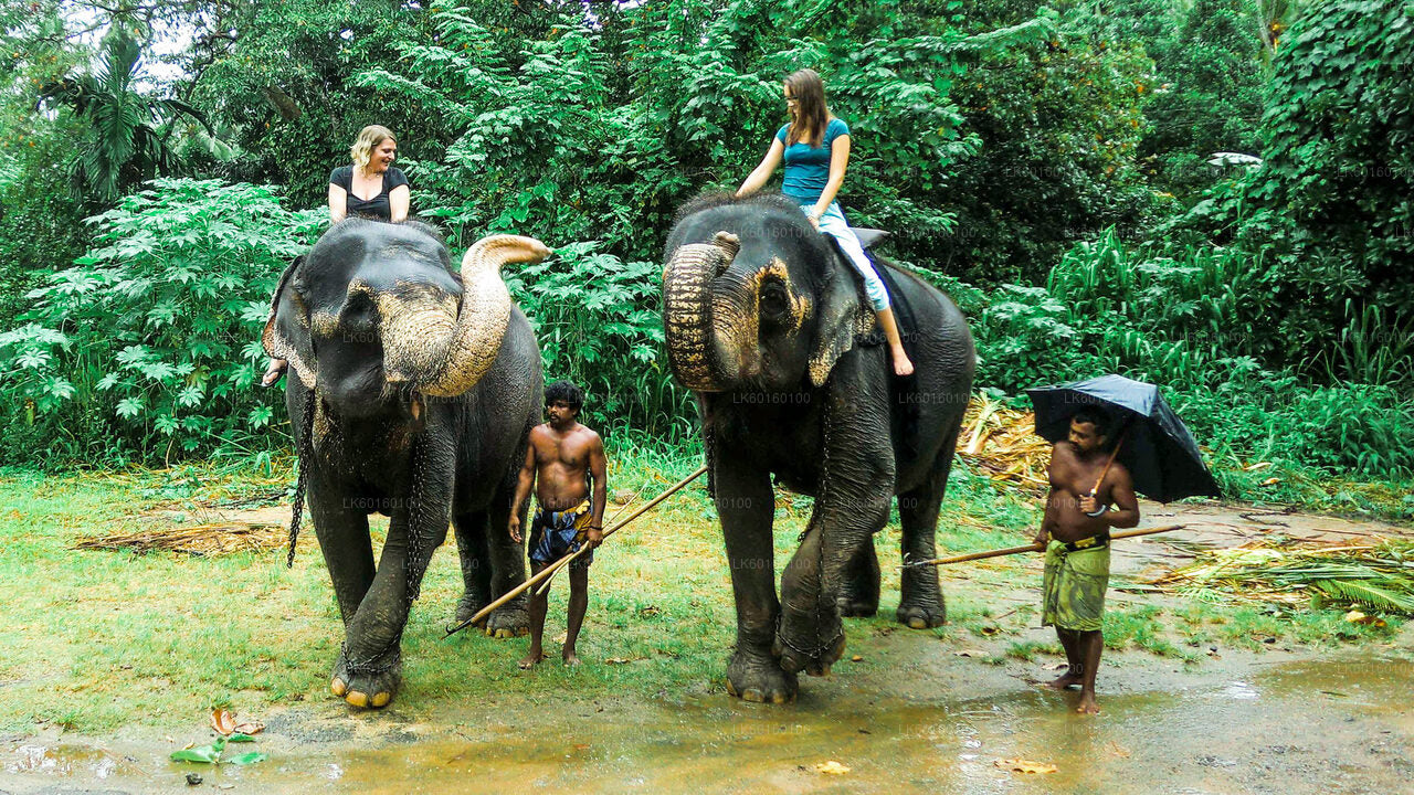 Elefantenwaisenhaus Pinnawala aus Kalutara