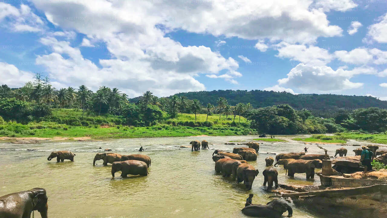 Elefantenwaisenhaus Pinnawala aus Kandy