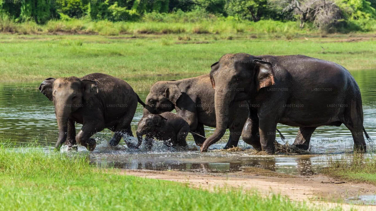 Hurulu-Ökopark-Safari ab Kandy