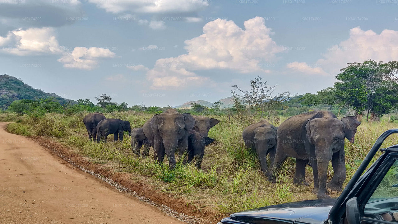 Hurulu-Ökopark-Safari ab Kandy