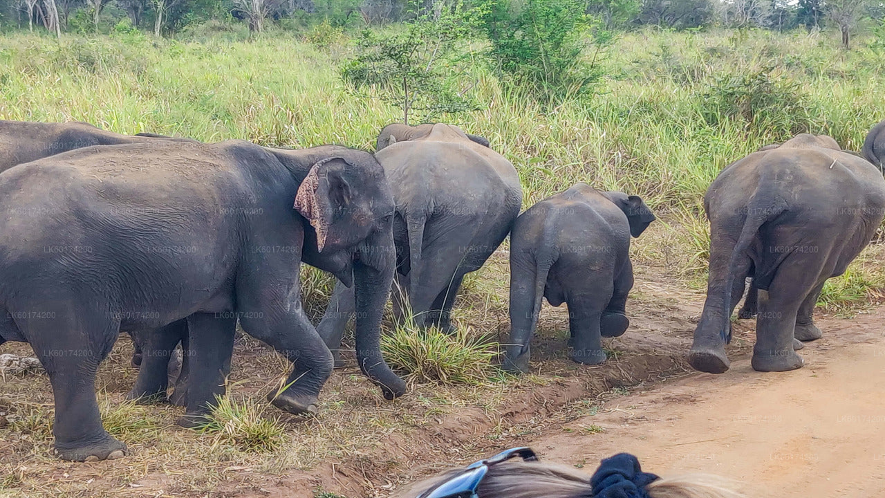 Hurulu-Ökopark-Safari ab Kandy