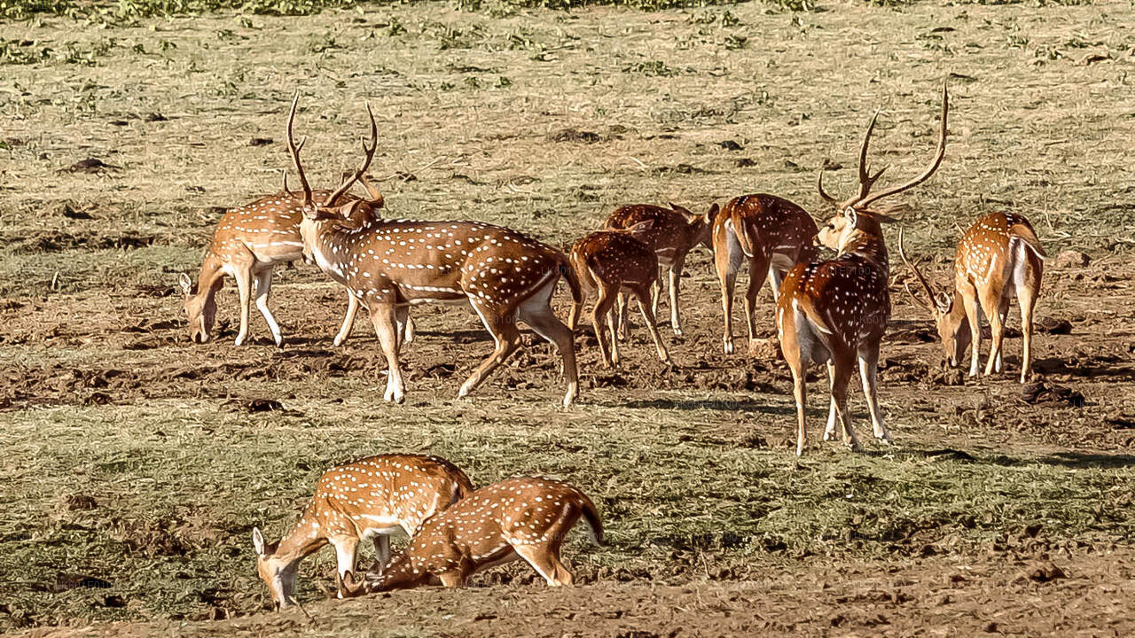 Safari im Udawalawe-Nationalpark ab Koggala