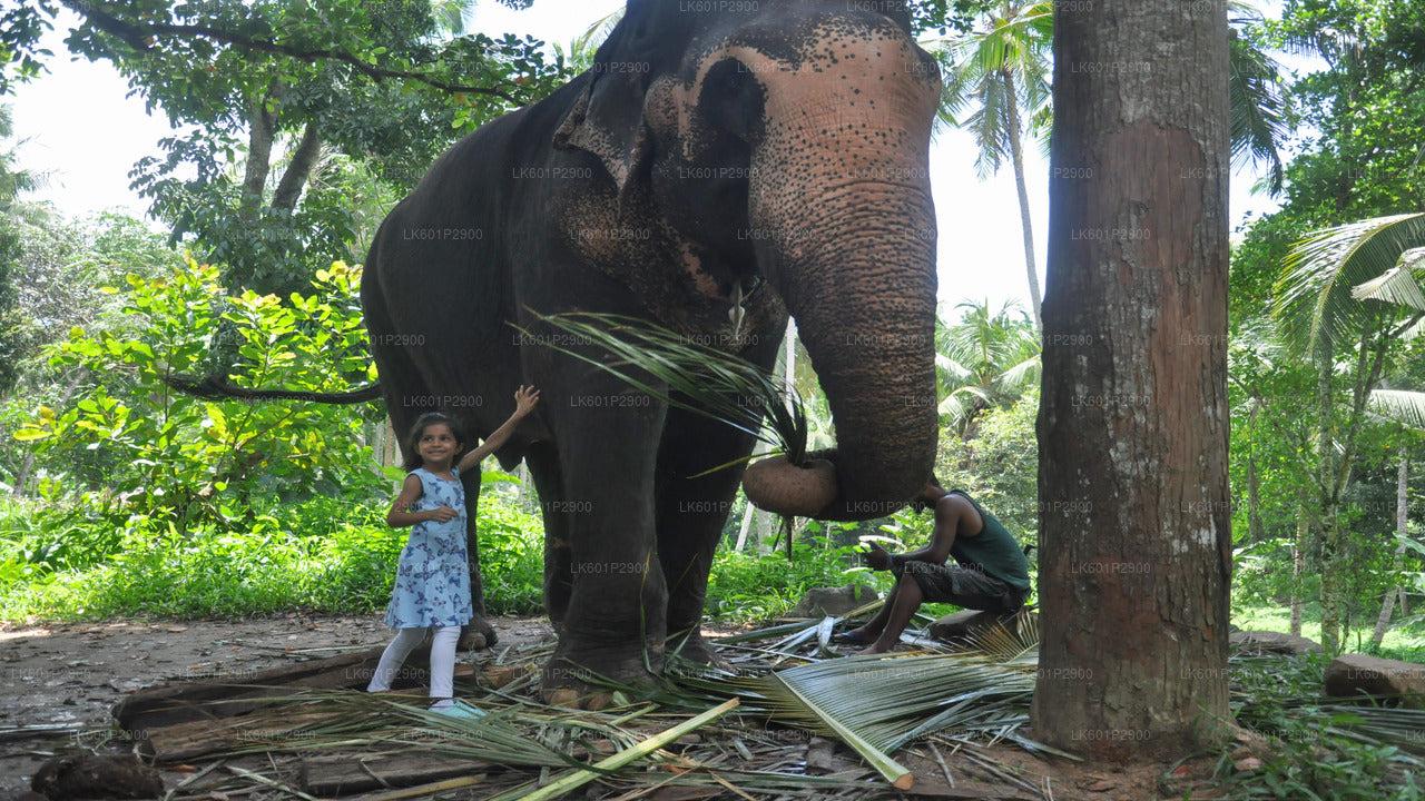Millennium Elephant Foundation aus Negombo