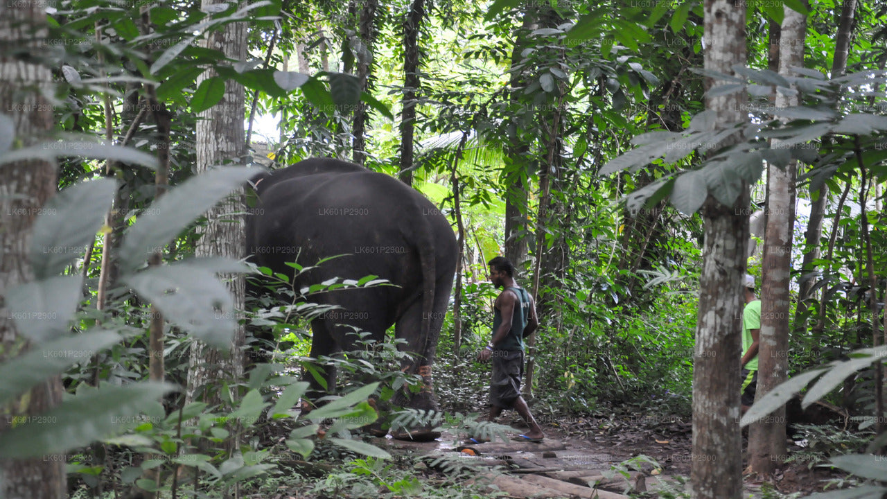 Millennium Elephant Foundation aus Negombo