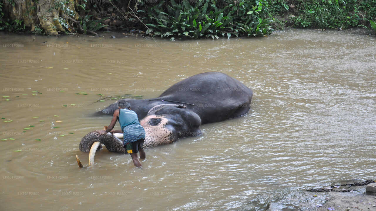 Millennium Elephant Foundation aus Negombo