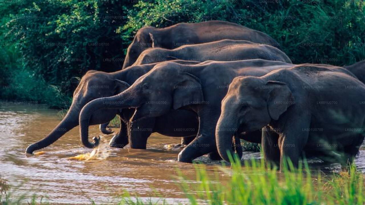 Safari im Wasgamuwa-Nationalpark ab Polonnaruwa