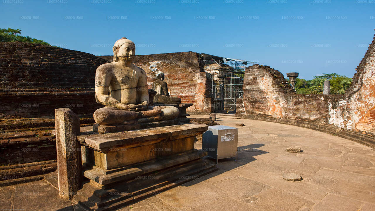 Antikes Königreich Polonnaruwa und Wildelefantensafari ab Sigiriya