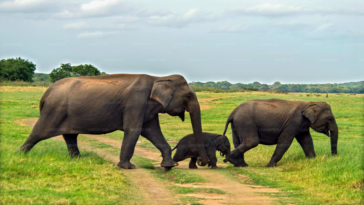 Antikes Königreich Polonnaruwa und Wildelefantensafari ab Sigiriya