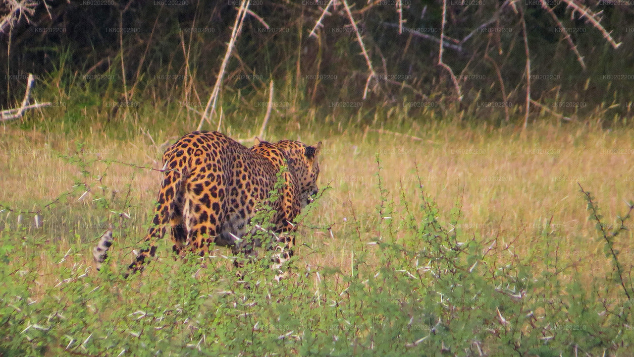 Wilpattu-Nationalpark-Safari ab Sigiriya