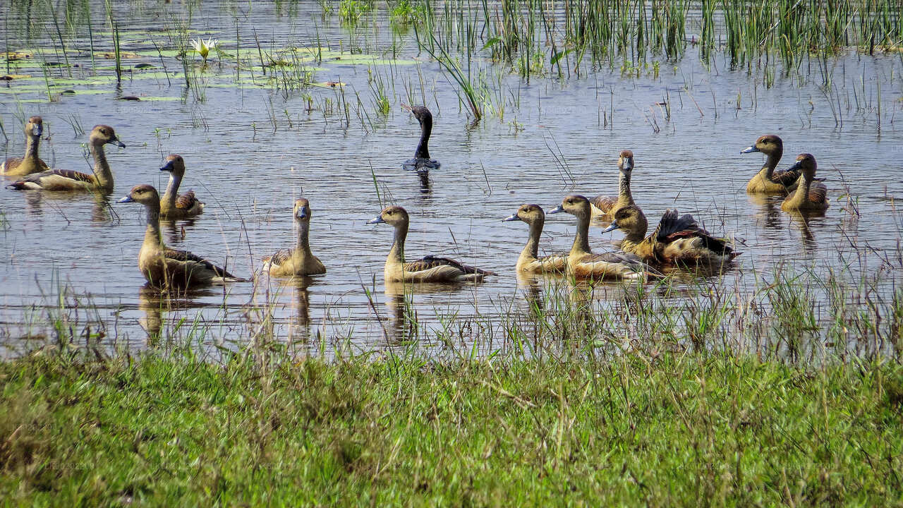 Wilpattu-Nationalpark-Safari ab Sigiriya