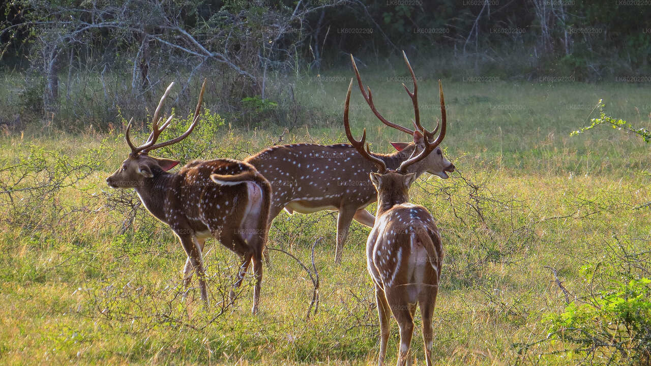 Wilpattu-Nationalpark-Safari ab Sigiriya