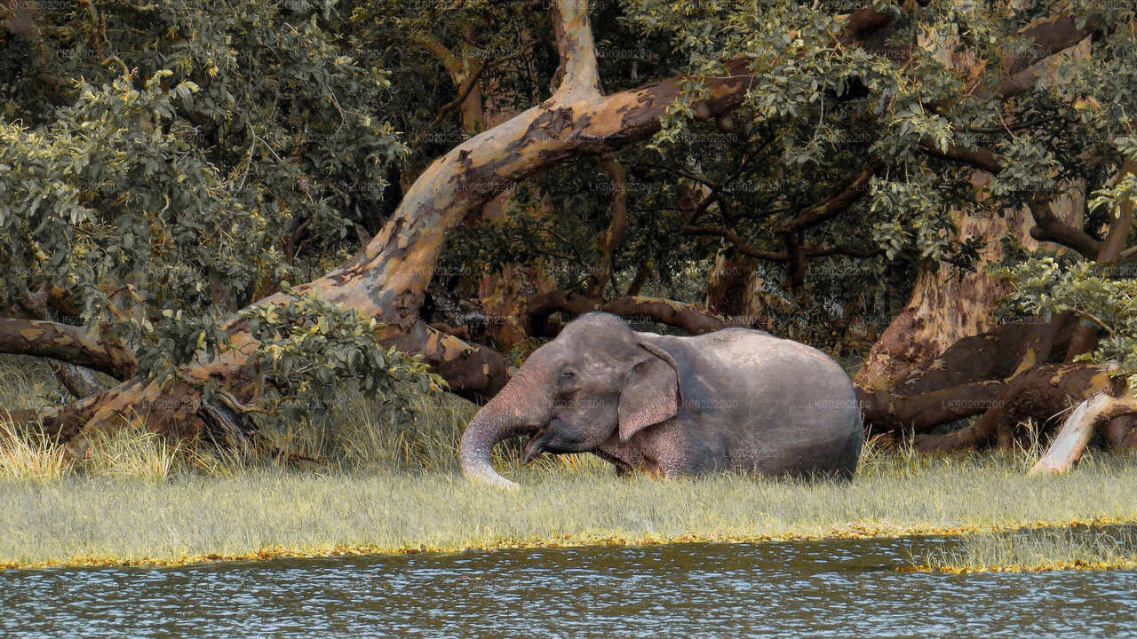 Wilpattu-Nationalpark-Safari ab Sigiriya