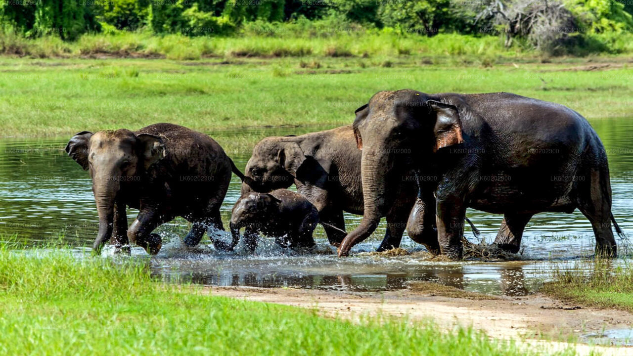 Safari im Wasgamuwa-Nationalpark ab Sigiriya