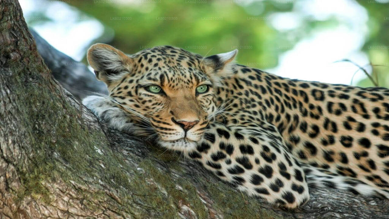 Safari im Yala-Nationalpark ab Tangalle