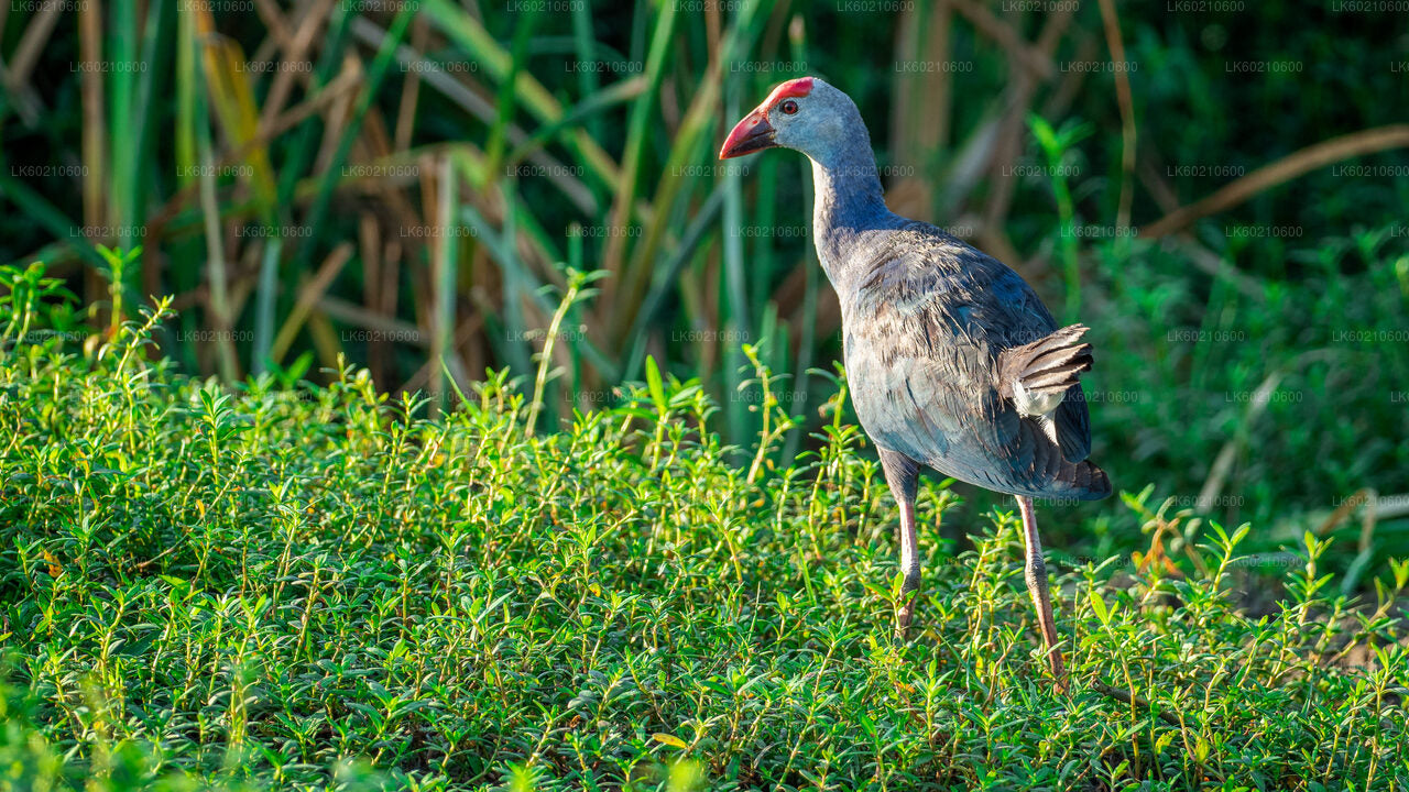 Safari im Bundala-Nationalpark ab Tangalle