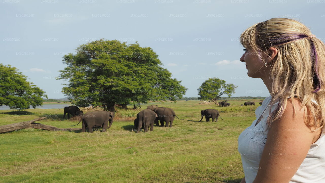 Ab Pasikuda: Sigiriya Rock und Safari mit wilden Elefanten